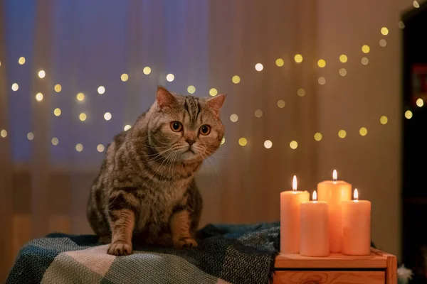 Szkocki Kot Domu Wieczorem String Lights Tle — Zdjęcie stockowe
