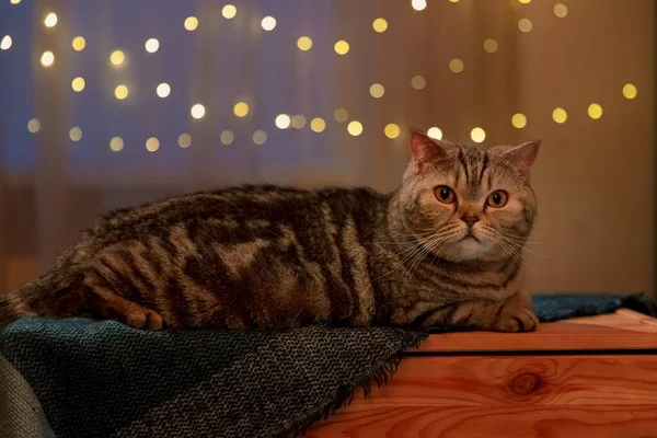 苏格兰猫晚上呆在家里背对着彩灯 — 图库照片