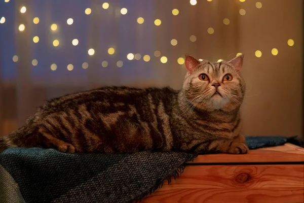 苏格兰猫晚上呆在家里背对着彩灯 — 图库照片