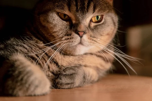 苏格兰猫躲在沙发下 深色的背景下 — 图库照片