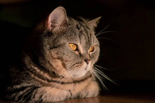 苏格兰猫躲在沙发下 深色的背景下 — 图库照片