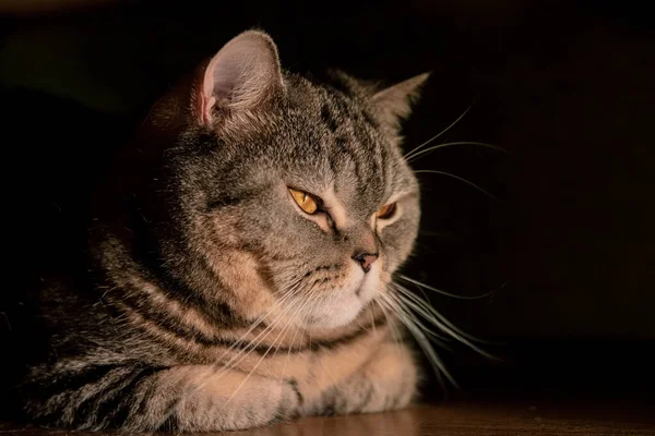 Шотландская Кошка Виляет Диваном Темном Фоне — стоковое фото