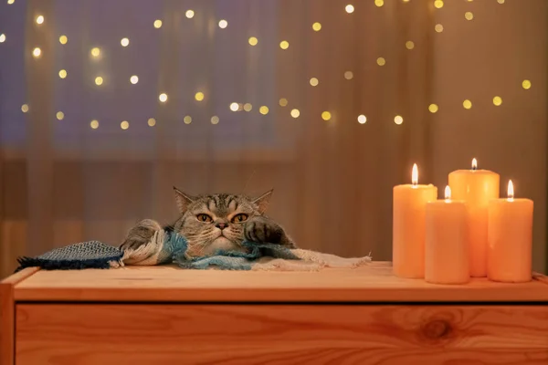 Шотландская Кошка Дома Вечером Струнные Огни Заднем Плане Лицензионные Стоковые Фото