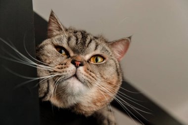 Büyük bir İskoç kedisi bir çatlaktan dışarı bakıyor.
