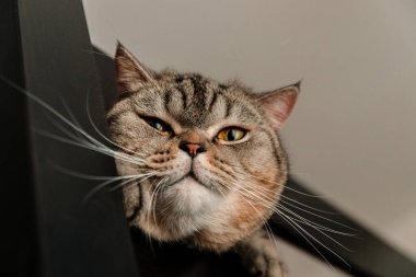 Büyük bir İskoç kedisi bir çatlaktan dışarı bakıyor.