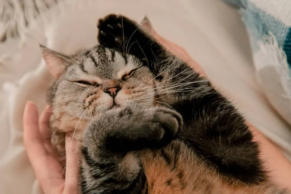 Lindo Gato Escocés Descansando Casa Una Manta —  Fotos de Stock