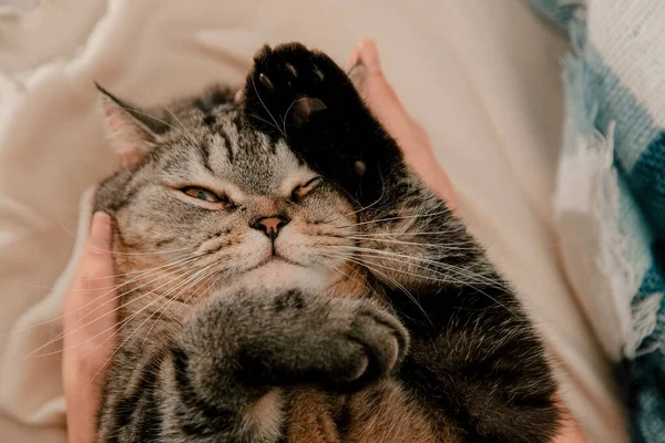 Lindo Gato Escocés Descansando Casa Una Manta —  Fotos de Stock