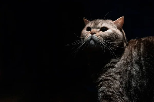 Gato Escocés Con Grandes Ojos Sobre Fondo Oscuro —  Fotos de Stock