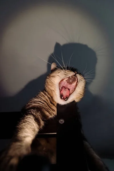 Шотландська Кішка Сидить Зверху Кричить — стокове фото