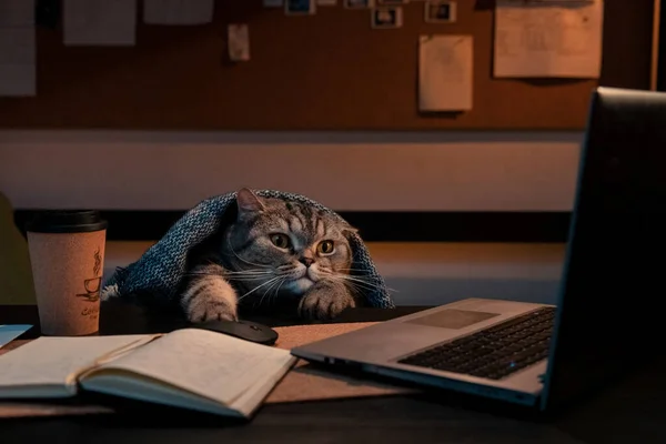 Scottish straight cat at home on a laptop