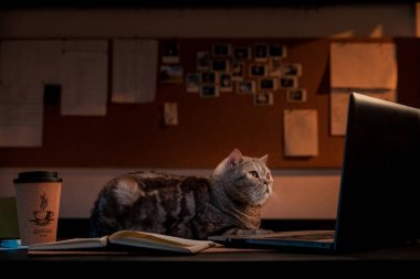 Evde dizüstü bilgisayar başında İskoç heteroseksüel bir kedi