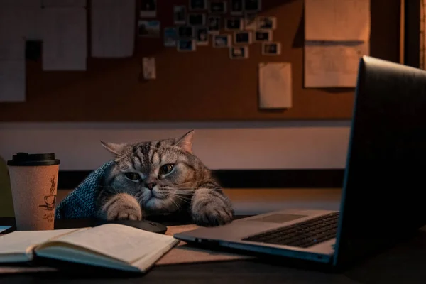 Шотландська Пряма Кішка Вдома Ноутбуку — стокове фото