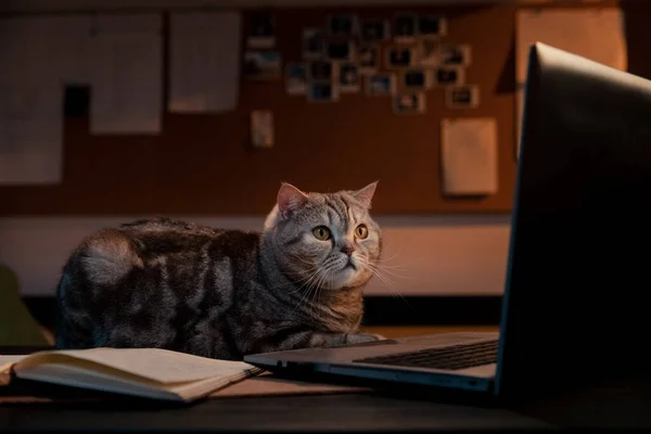 Scottish straight cat at home on a laptop