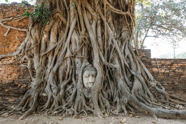 Buda yüz Wat Ayutthaya içinde ağacında içinde