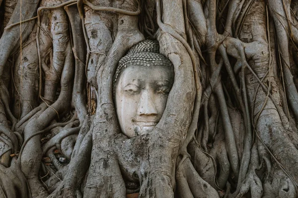 Buddha face inside tree in Wat in Ayutthaya