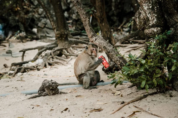 Vietnam, Ha Long Bay 'de Nha Trang yakınlarındaki Cat Ba Maymun Adası' nda meyve suyu içen vahşi maymun portresi.. 