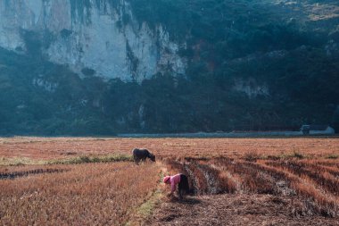 Ninh Binh, Vietnam 'daki kuru pirinç tarlalarında çalışan çiftçi kadınlar.