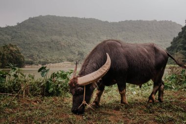 Büyük boynuzlu Asya bufalosu, yeşil bir tarlada yemek yiyor. Ninh Binh, Vietnam 'da evcil hayvanlar