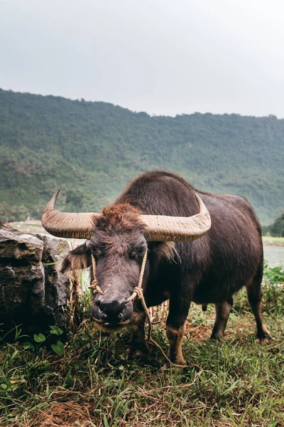 Büyük boynuzlu Asya bufalosu, yeşil bir tarlada yemek yiyor. Ninh Binh, Vietnam 'da evcil hayvanlar