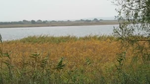Sonbahar zaman Hiddensee Adası. Sahil reed ve Söğüt ağaçlarıyla (Mecklenburg-Vorpommern, Germany) — Stok video