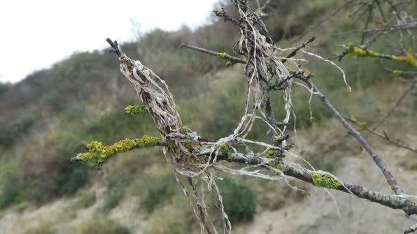 Lišejníky na naplaveného dříví u Baltského moře pláž na ostrově Hiddensee isle (Německo). — Stock video