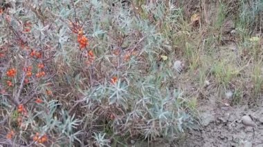 Deniz topalak böcekler için arama küçük Çalıkuşu (Regulus regulus) kuş. sonbahar kuş göç Hiddensee Adası (Almanya).