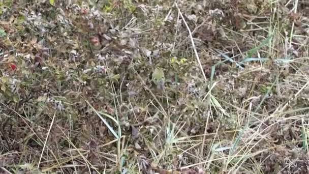 Маленький золотой гребень (Regulus regulus), ищущий насекомых в облепихе. Миграция осенних птиц на острове Хиддензее (Германия) ). — стоковое видео