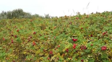 renkli plaj güllerinin promenade, Hiddensee Adası (Almanya). Rose hips sonbahar zamanında.