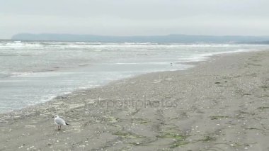 Rügen Adası (Almanya Prora plaj üzerinde Karabaş martı (Chroicocephalus ridibundus)).