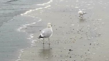 ortak martı (Larus canus) Prora beach Rügen Adası (Almanya). yiyecek için