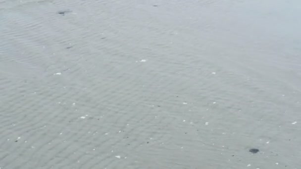 Hiddensee 섬 해안 (메클렌부르크-포어 폼 머 른, 독일)의 풍경입니다. 화려한 단풍과가 시간. — 비디오