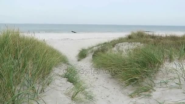 Hiddensee Isle i höst tid. Kusten med reed och stranden. (Tyskland) — Stockvideo