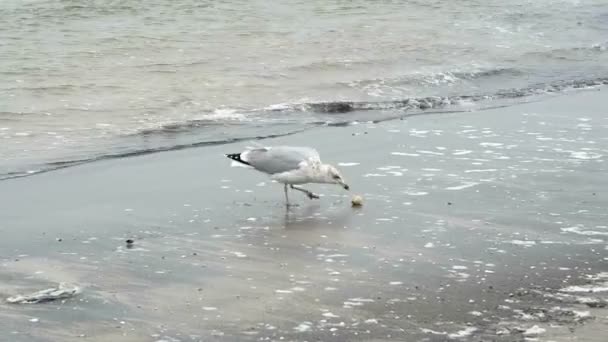 Stormmeeuw (Larus canus) op het strand van Prora op Rugen eiland (Duitsland). op zoek naar voedsel — Stockvideo