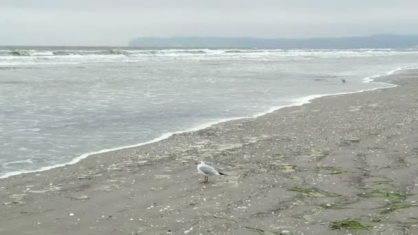 Schwarzkopfmöwe (chroicocephalus ridibundus) am Strand von Prora auf Rügen (Deutschland)). — Stockvideo