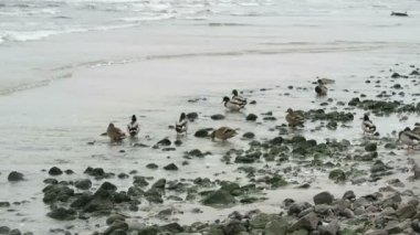 Yeşilbaş ördekler ve dalga üzerinde Baltık Denizi beach, Neu Mukran (Mecklenburg-Vorpommern, Germany)