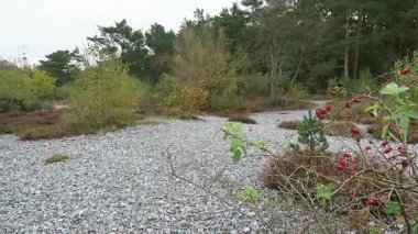 Sonbahar zaman flint taş Neu Mukran (Rügen Adası), alan içinde Almanya. Feuersteinfeld.