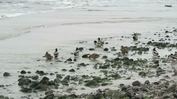 Kaczki krzyżówki i fala na bałtyckiej plaży z Neu Mukran (Meklemburgia-Pomorze Przednie, Niemcy) — Wideo stockowe