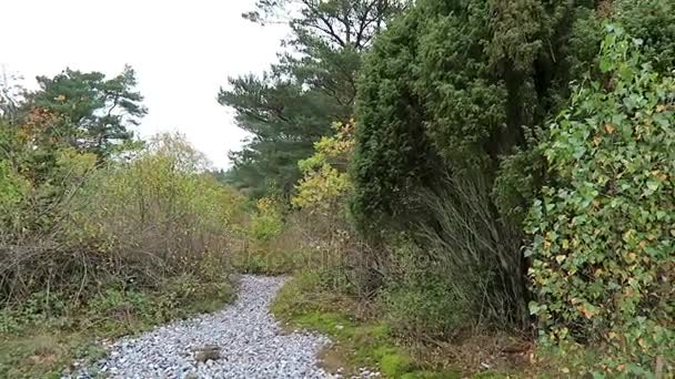 Höstens tid i flint stone fältet Neu Mukran (Rugen island), Tyskland. Feuersteinfeld. — Stockvideo