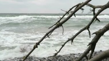 Cape Arkona Baltık Denizi sahilinde plaj manzara. Cliff ve karaçalı çalılar tebeşir. (Mecklenburg-Vorpommern, Germany). Rügen Adası.
