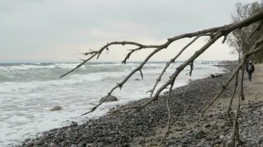 Flint taş fosil aramaya Cape beach Arkona boyunca yürüyüş insanlar. Sonbahar hava ve dalgalar. (Rügen Adası, Almanya)