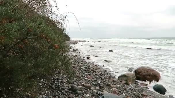 Stormiga höstvädret. Havtorn buskar med frukt på stranden av Östersjön vid Kap arkona på ön rugen. (Tyskland) — Stockvideo
