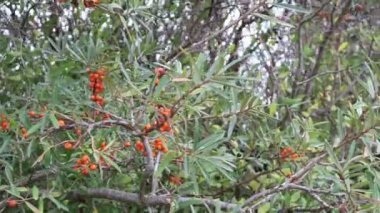 Deniz topalak meyve üzerinde shore Baltık Denizi Rügen Isle of cape arkona adlı Bush'larda. (Almanya)