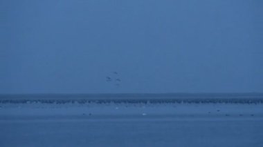 Sonbahar kuş göç. Baltık Denizi (Mecklenburg-Vorpommern) suda dinlenme kuşlar vinç. Grosser Werder Isle adlı Pramort.