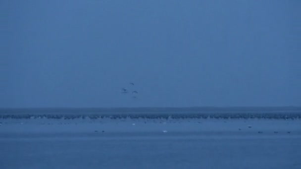 秋季的鸟类迁徙。起重机小鸟栖息在波罗的海 （梅克伦堡-前） 水。普拉莫特在粗俗不莱梅岛. — 图库视频影像