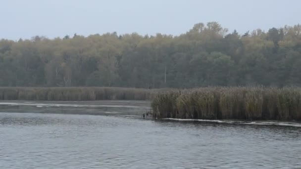 Autumn time (Germany) and evening. driving along the Bodden of Baltic sea at Bock Isle with reed shore — Stock Video
