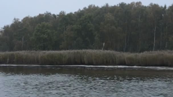 Őszi idő (Németország), és este. vezetés a Bodden a Balti-tenger mentén a Bock sziget parti nád — Stock videók