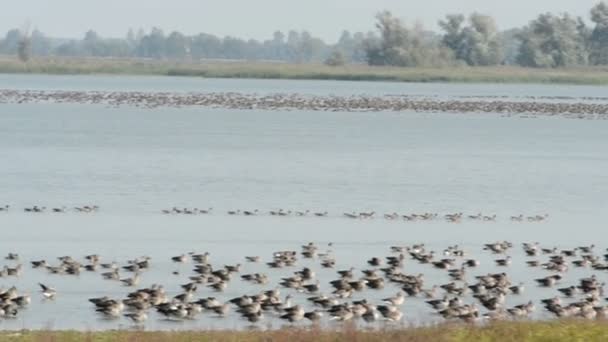 在 Havelland （德国勃兰登堡州的 Guelpe 湖休息的秋季迁移过程中灰鹅) — 图库视频影像