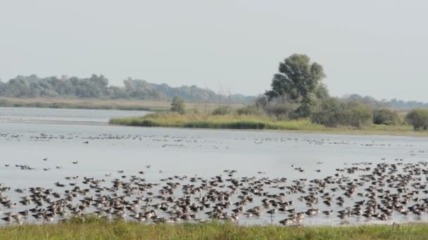 在 Havelland （德国勃兰登堡州的 Guelpe 湖休息的秋季迁移过程中灰鹅) — 图库视频影像