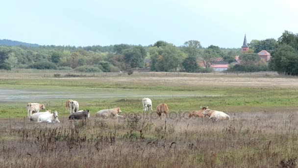 Vacas en el prado en la aldea Prietzen en el lago Guelpersee. En el fondo miles de ganso de greylag mientras que la migración de otoño. (Havelland, Alemania ) — Vídeos de Stock