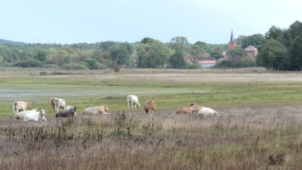 Krowy na łące w miejscowości Prietzen nad jeziorem Guelpersee. W tle tysiące Gęś gęgawa podczas jesiennej migracji. (Havelland, Niemcy) — Wideo stockowe